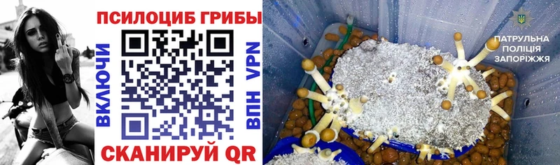 закладки  Порхов  Псилоцибиновые грибы ЛСД 